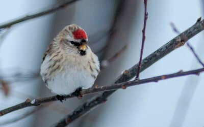 January 28 2009 – Birds – Common Red Poll