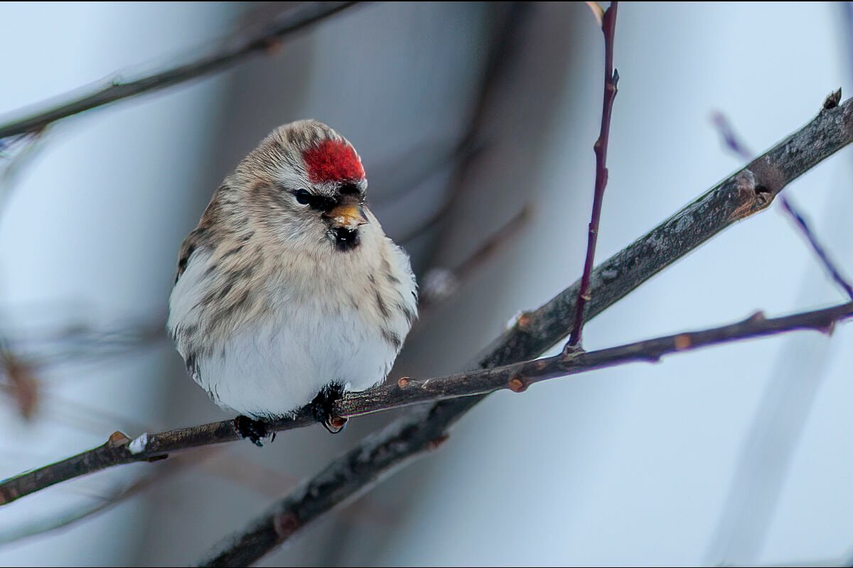 – David J Thielen Lethbridge Photographer – 2×3 – 20090126-_DS34110-Edit Common Red Poll