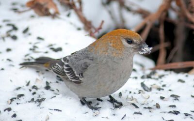 January 26 – Pine Grosbeak