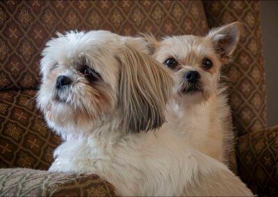 “Two Shih Tzu dogs sit together in a living room chair, lit by natural light streaming through a picture window, captured by David Thielen Photographic Artistry”