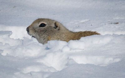 Spring has Sprung in Southern Alberta