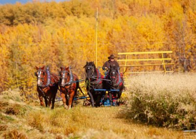 Man with a team of horses swathing a field of oats.