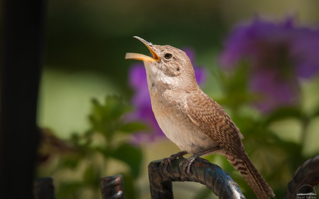 House Wren: The Backyard Singer You Should Notice