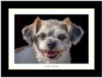 framed photograph of a dog