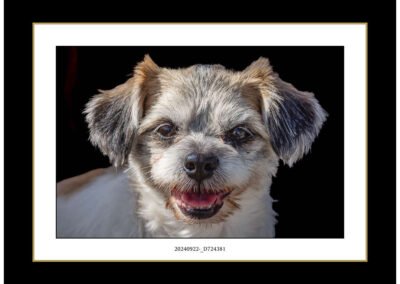 framed photograph of a dog
